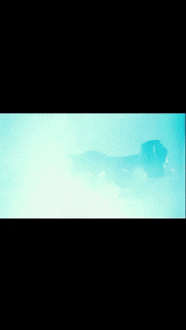 giphy.gif?cid=6c09b952fbpuajexly7dwzxnfe