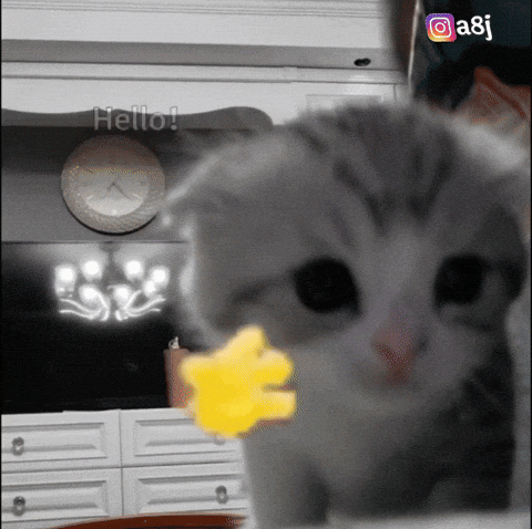 Cat GIF