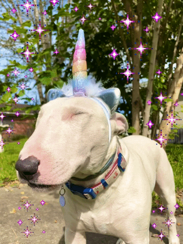 puppernelson magic sparkle unicorn funny dog GIF