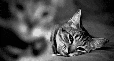 Black And White Cat GIF