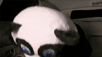 burning love panda GIF