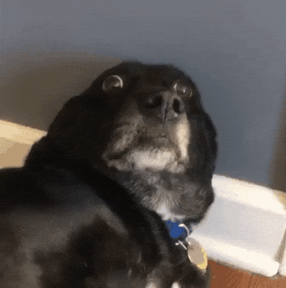 Scared Dog Gif