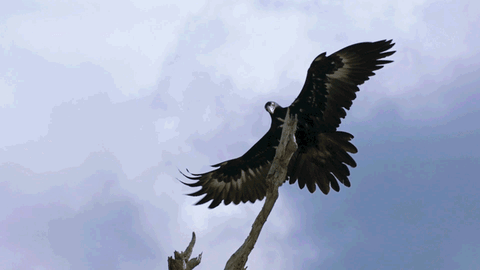 Wedge-tailed-eagle GIFs - Get the best GIF on GIPHY