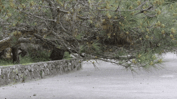 aljanskrt  GIF