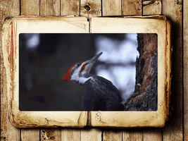 Pileated Woodpecker Snow GIF