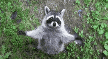 Wildlife gif. An adorable racoon gazes up with arms outstretched as if begging for a sweet hug.
