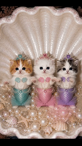 Cat Kitten GIF