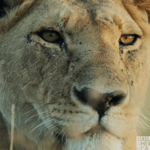 lion GIF by BBC America