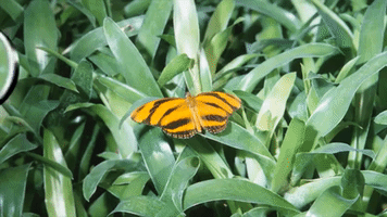 magnifying glass butterfy wing GIF