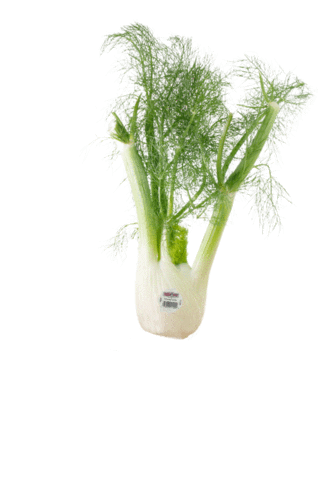 Fennel Romaine Sticker