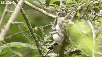 baby eat GIF by BBC Earth