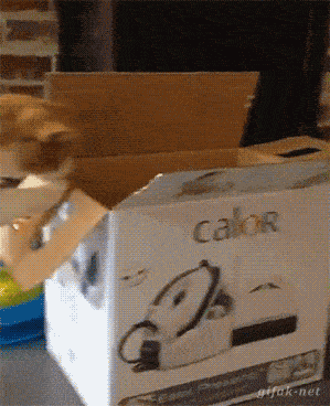 cat box GIF