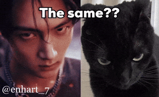 The Same Cat GIF