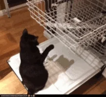 https://media1.giphy.com/media/57U61MMGMP876/200.webp?cid=ecf05e47g9c0ofx3z0qgr75kkyzyz8gjtk03sas8zv91bdq7&rid=200.webp