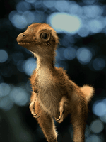 baby animals chicken GIF by American Museum of Natural History