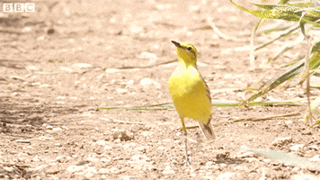 swag bird GIF by BBC Earth