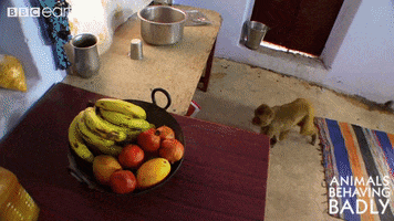 Hungry Food GIF by BBC Earth