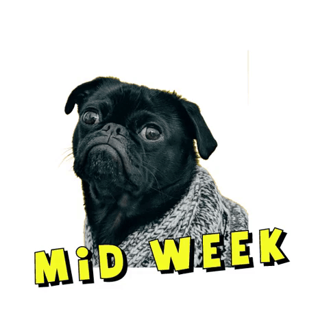 Pug Midweekpug GIF by Brave New World