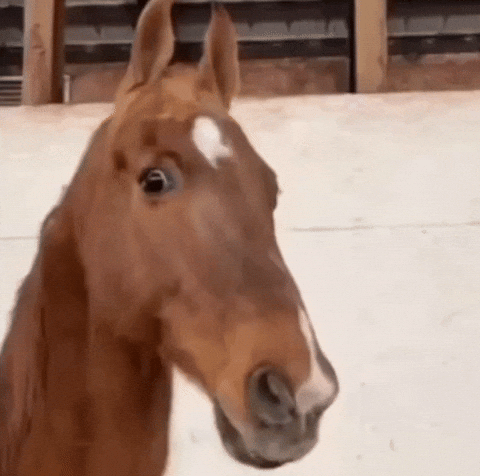 Shocked Horse GIF