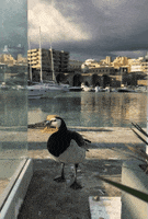 Duck GIF by About Heraklion Crete Greece