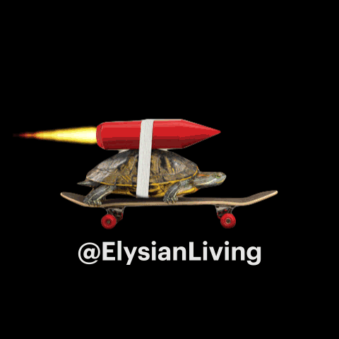 ElysianLiving rocket turtle ely elysian GIF