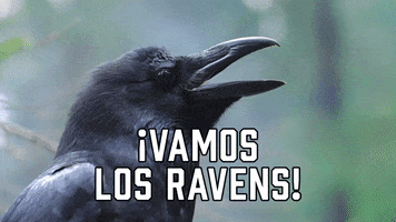 Baltimore Ravens Sport GIF by Sealed With A GIF