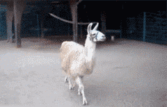 Llama Bitch Please GIF - Find & Share on GIPHY