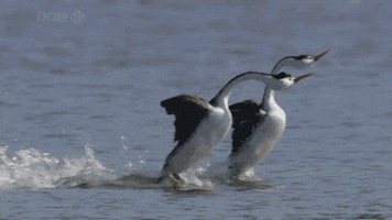 https://media1.giphy.com/media/5DMqSvxOiGmKQ/200.gif