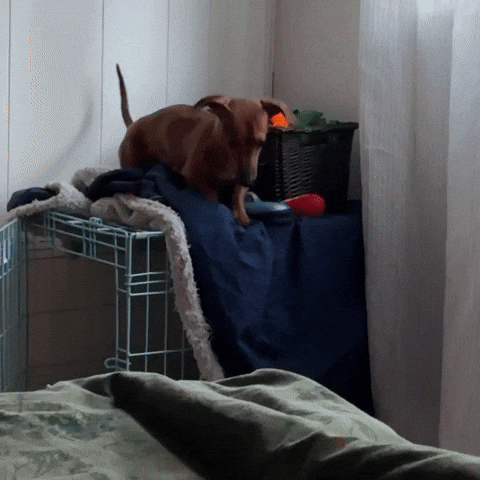 Dog Oops GIF by C3Vancouver