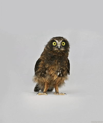 owl hoot GIF