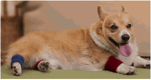 Dog Workout GIF - Find & Share on GIPHY