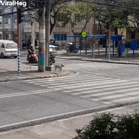 Good Dog Waits Patiently To Cross Road GIF by ViralHog