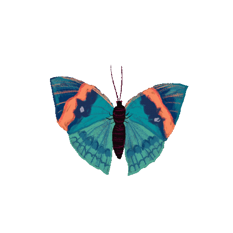 Butterfly Sticker