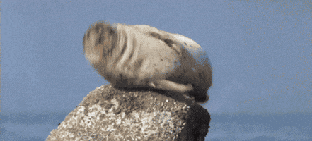 Seal Hiccuping GIF