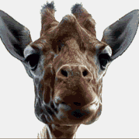 camel
