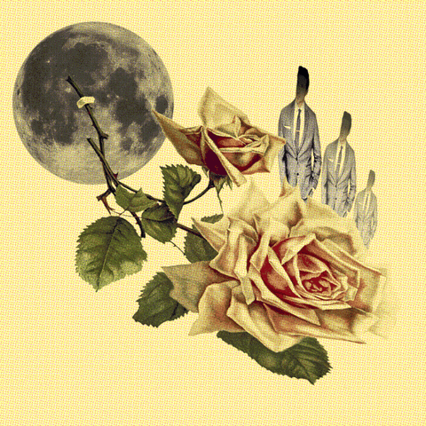 JoeGast vintage moon rose 1960s GIF