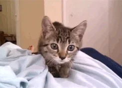 cat playing GIF