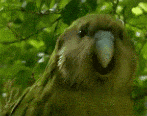 parrot flirting GIF