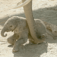 happy wake up GIF by San Diego Zoo