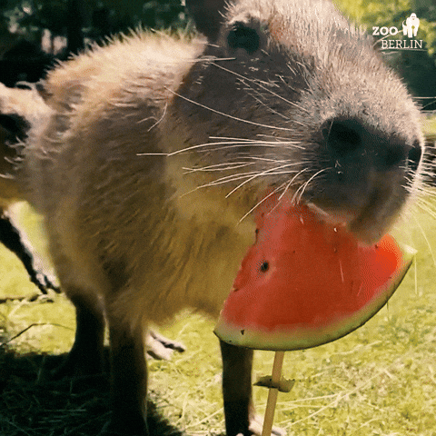 Capibara GIFs - Find & Share on GIPHY