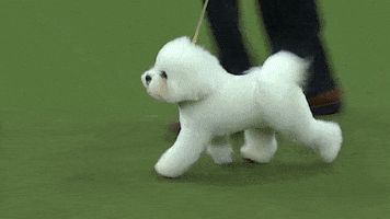 westminster dog show flynn GIF by Westminster Kennel Club