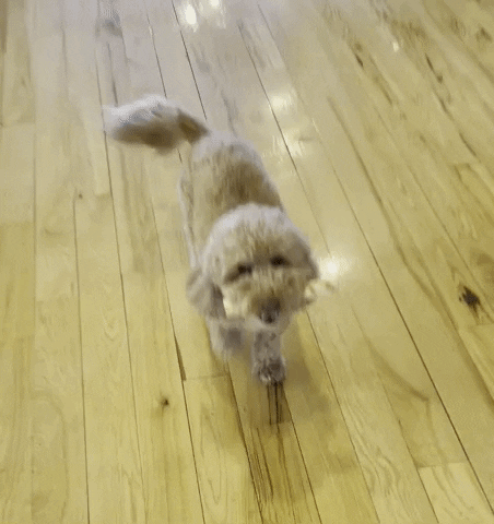 Dog Puppy GIF by Laura's Real Estate Group