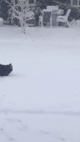 Winter International Dog Day GIF by Storyful