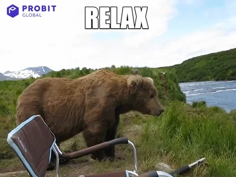 Big Bear Reaction GIF by ProBit Global