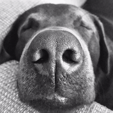 Tired Dog Gif By Charlab Find Share On Giphy