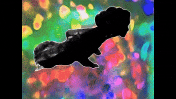 Ort swimming#colours GIF