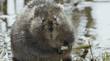 chomping water vole GIF by Head Like an Orange