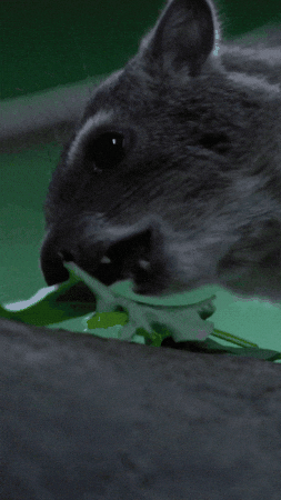 Leafy Greens Eating GIF by Valley Zoo Development Society