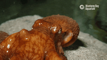 siphon finding nemo GIF by Monterey Bay Aquarium