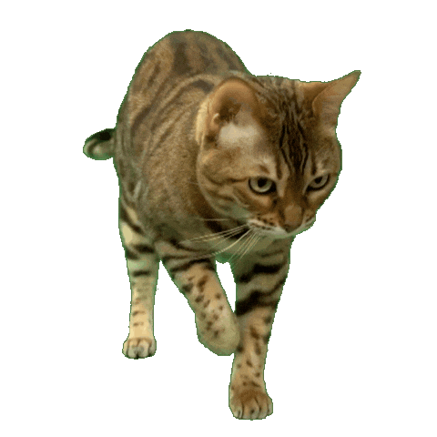 Feed Me Cat Sticker by Kitty Fuchs
